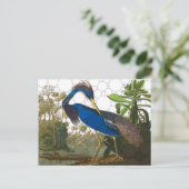 Louisiana Blue Heron van After John James Audubon Briefkaart (Staand voorkant)