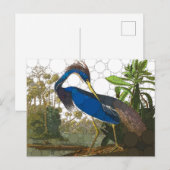 Louisiana Blue Heron van After John James Audubon Briefkaart (Voorkant / Achterkant)