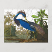 Louisiana Blue Heron van After John James Audubon Briefkaart (Voorkant)