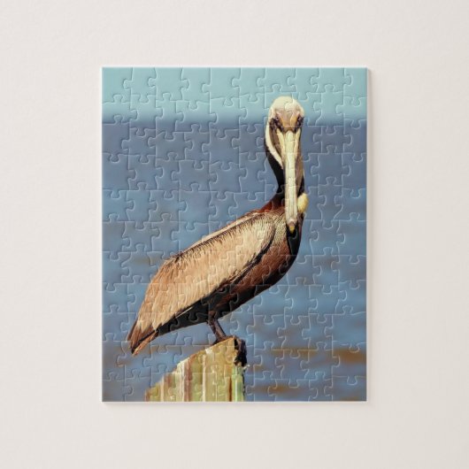 Louisiana Brown Pelican 4.jpg Legpuzzel (Verticaal)
