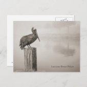 Louisiana Brown Pelican Briefkaart (Voorkant / Achterkant)
