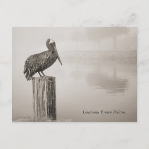 Louisiana Brown Pelican Briefkaart