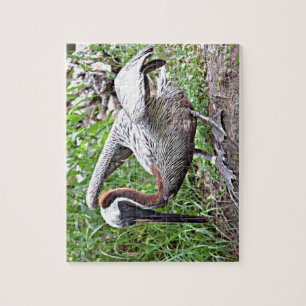 Louisiana Brown Pelican Legpuzzel