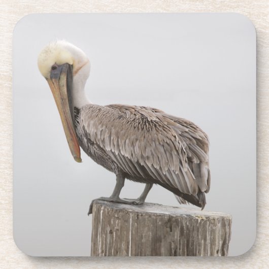 Louisiana Brown Pelican Onderzetters (Voorkant)