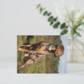 louisiana catahoula leopard briefkaart (Staand voorkant)