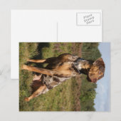 louisiana catahoula leopard briefkaart (Voorkant / Achterkant)