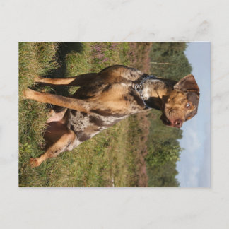 louisiana catahoula leopard briefkaart