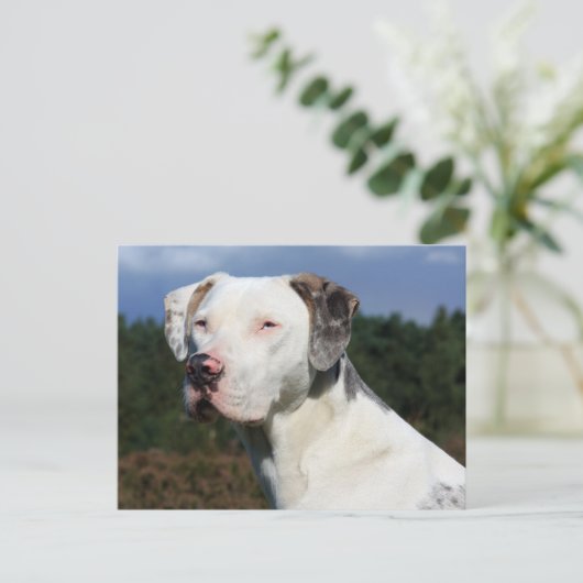 louisiana catahoula leopard briefkaart (Staand voorkant)