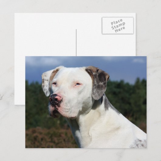 louisiana catahoula leopard briefkaart (Voorkant / Achterkant)