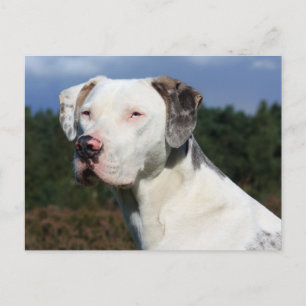 louisiana catahoula leopard briefkaart
