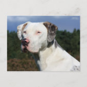 louisiana catahoula leopard briefkaart (Voorkant)