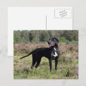 louisiana catahoula leopard briefkaart (Voorkant / Achterkant)