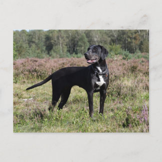 louisiana catahoula leopard briefkaart
