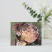 louisiana catahoula leopard briefkaart (Staand voorkant)