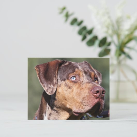 louisiana catahoula leopard briefkaart (Staand voorkant)
