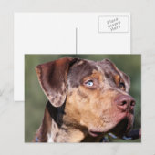 louisiana catahoula leopard briefkaart (Voorkant / Achterkant)