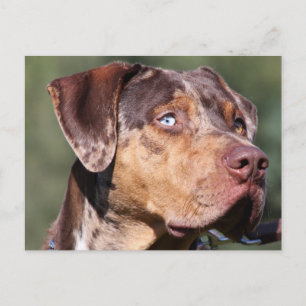 louisiana catahoula leopard briefkaart