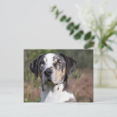 louisiana catahoula leopard briefkaart (Staand voorkant)