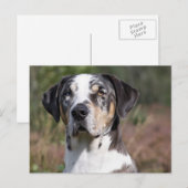 louisiana catahoula leopard briefkaart (Voorkant / Achterkant)