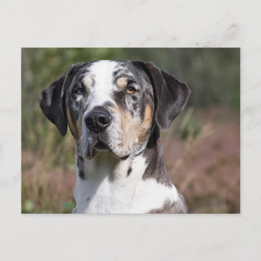 louisiana catahoula leopard briefkaart (Voorkant)