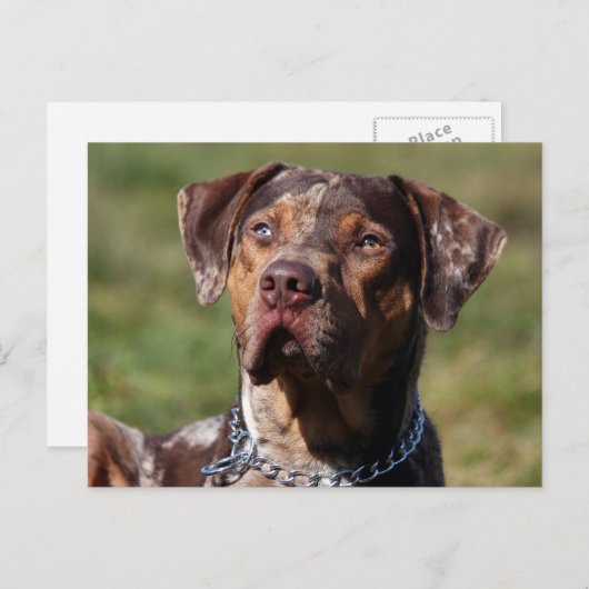 louisiana catahoula leopard briefkaart (Voorkant / Achterkant)