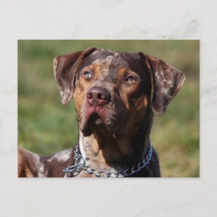 louisiana catahoula leopard briefkaart