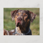 louisiana catahoula leopard briefkaart (Voorkant)
