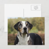 louisiana catahoula leopard briefkaart (Voorkant / Achterkant)