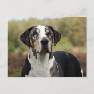 louisiana catahoula leopard briefkaart