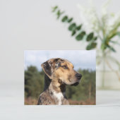 louisiana catahoula leopard briefkaart (Staand voorkant)