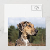 louisiana catahoula leopard briefkaart (Voorkant / Achterkant)