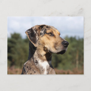 louisiana catahoula leopard briefkaart