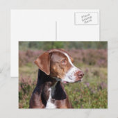 louisiana catahoula leopard briefkaart (Voorkant / Achterkant)