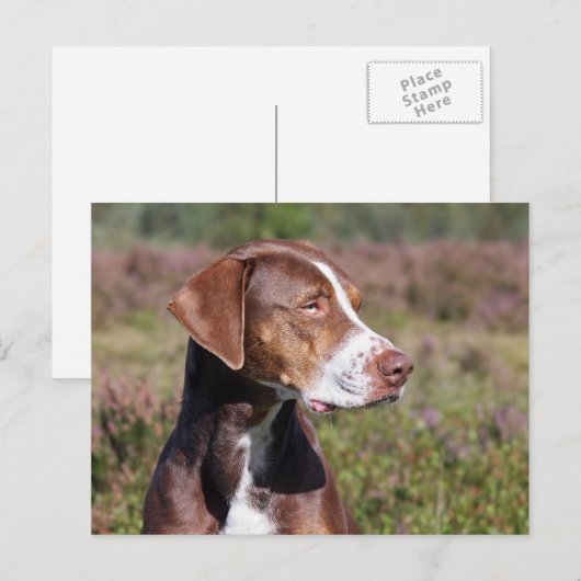 louisiana catahoula leopard briefkaart (Voorkant / Achterkant)