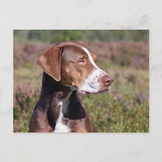 louisiana catahoula leopard briefkaart