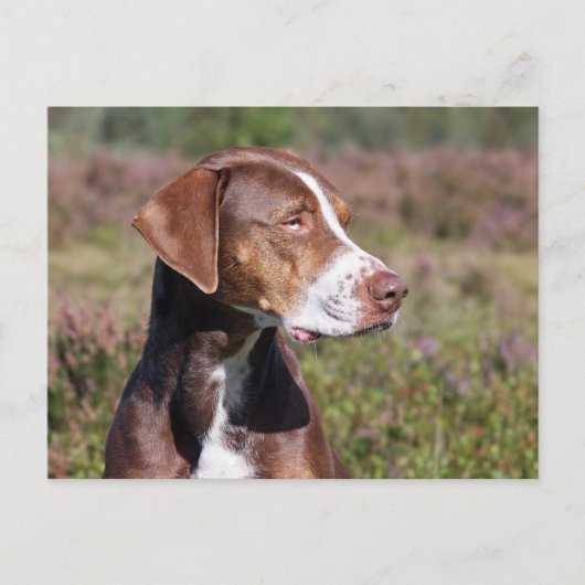 louisiana catahoula leopard briefkaart (Voorkant)