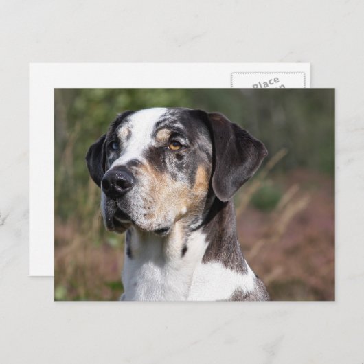 louisiana catahoula leopard briefkaart (Voorkant / Achterkant)