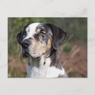 louisiana catahoula leopard briefkaart