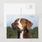 louisiana catahoula leopard briefkaart (Voorkant / Achterkant)
