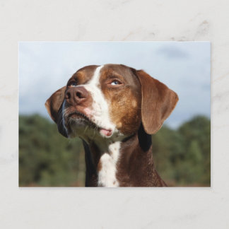 louisiana catahoula leopard briefkaart