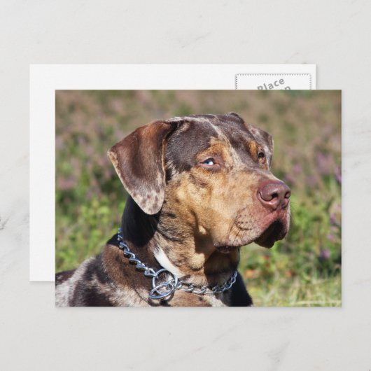 louisiana catahoula leopard briefkaart (Voorkant / Achterkant)