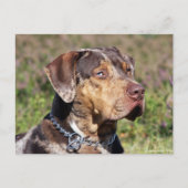 louisiana catahoula leopard briefkaart (Voorkant)