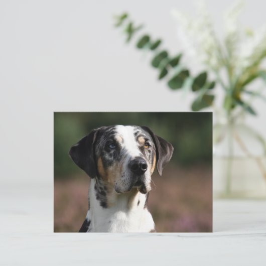 louisiana catahoula leopard briefkaart (Staand voorkant)