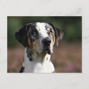 louisiana catahoula leopard briefkaart