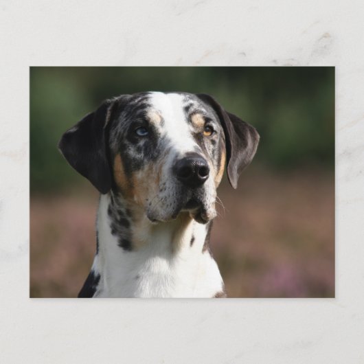 louisiana catahoula leopard briefkaart (Voorkant)