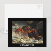 Louisiana Crawfish Briefkaart (Voorkant / Achterkant)