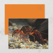 Louisiana Crawfish Briefkaart (Voorkant / Achterkant)