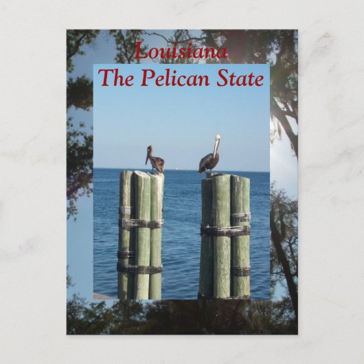 Louisiana de staat Pelican Briefkaart (Voorkant)