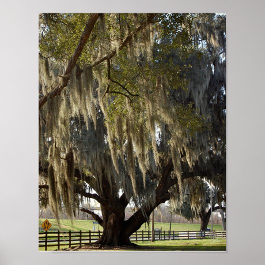 Louisiana Eik [Kunstprint] Poster (Voorkant)