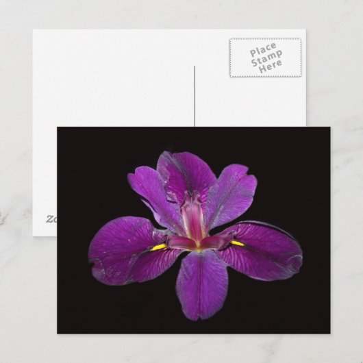 Louisiana Gamecock Iris Flower Briefkaart (Voorkant / Achterkant)